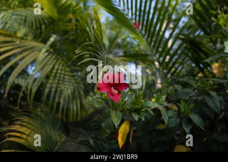 Wunderschöne rote Hibiskusblüte am Abend im Garten Stockfoto
