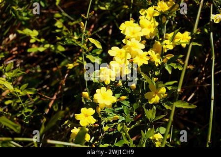 Winterjasmin oder Jasminum nudiflorum, Weinrebe mit gelben Blüten Stockfoto