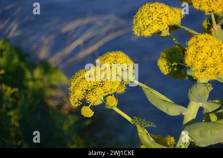 Blüten eines riesigen Fenchels oder Ferula communis, einer wilden Pflanze in Attika, Griechenland Stockfoto