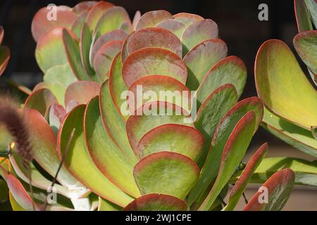 Paddelpflanzen oder Kalanchoe luciae, die ein Geschäft in Glyfada, Griechenland, dekorieren Stockfoto