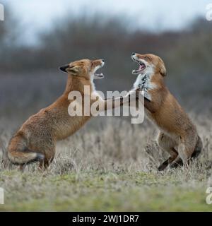 Rotfuchs / Rotfüchse Vulpes vulpes , zwei Alttiere in der Ranzzeit / Paarungszeit, stehen auf den Hinterbeinen, fauchen sich an, zeigen sich die Zähne, aggressiver Kampf, kämpfen miteinander, weit geöffnete Kiefer, sich gegenseitig angreifend, heim Rotfuchs Vulpes vulpes, zwei Erwachsene, auf Hinterbeinen, aggressiver Kampf, Kampf, bedrohlich, weit geöffnete Kiefer, Angriff einander, Wildtiere, Europa. Nordrhein-Westfalen, Rheinland Deutschland Europa Stockfoto