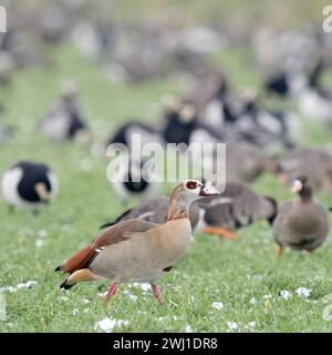 Nilgans Alopochen aegyptiacus, im Winter, in Westeuropa invasive Art, rastet zusammen mit überwinternden nordischen / arktischen Wildgänsen auf Ackerland, teils auf Nahrungssuche, heimische Wildtiere, wildife Europa. *** Ägyptische Gans Alopochen aegyptiacus, invasive Art im Winter, vor überwinterenden nordischen / arktischen Gänsen, Spaziergang über Ackerland, Wildtiere, Europa. Nordrhein-Westfalen Deutschland, Westeuropa Stockfoto