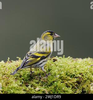 Erlenzeisig Spinus spinus , männlicher Vogel im Brutkleid, Prachtkleid, sitzt auf grünen Moos, gelb-schwarzer Singvogel, Vogel, heimische Tierwelt, Wildlife Europa. *** Eurasischer Siskin Spinus, männlicher Vogel im Zuchtkleid, sitzend auf dem Boden in grünem Moos, Wildtiere, Europa. Nordrhein-Westfalen Deutschland, Westeuropa Stockfoto