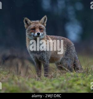 Rotfuchs Vulpes vulpes , Altfuchs, ausgewachsenes Tier, stehen frühmorgens auf einer Lichtung vor einem dunklen Wald, aufmerksam beobachten, spitzt die Ohren, Regentag, Wildtiere, Tierwelt, Europa. *** Rotfuchs Vulpes vulpes erwachsen, steht auf einer Lichtung vor einem dunklen Wald, beobachtet aufmerksam, spitzen Ohren, regnerischen Tag, Wildtiere, Europa. Deutschland Europa Stockfoto