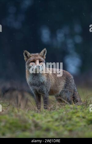 Rotfuchs Vulpes vulpes , Altfuchs, ausgewachsenes Tier, stehen auf einer Lichtung vor einem dunklen Wald, aufmerksam beobachten, spitzt die Ohren, Regentag, Wildtiere, Tierwelt, Europa. *** Rotfuchs Vulpes vulpes erwachsen, steht auf einer Lichtung vor einem dunklen Wald, beobachtet aufmerksam, spitzen Ohren, regnerischen Tag, Wildtiere, Europa. Deutschland Europa Stockfoto