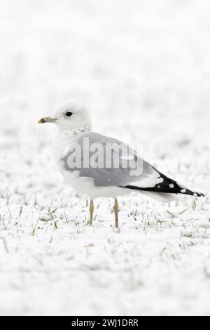 Sturmmöwe Larus canus im Winter, sitzen, rastet auf schneebedecktem Ackerland, weißer Vogel auf weißem Grund vermutlich Jungvogel im zweiten Winter, heimische Tierwelt, Wildtiere, Europa. *** Mew Gull Larus canus im Winter, sitzend auf schneebedecktem Ackerland, wahrscheinlich Jungvogel im zweiten Winter, Wildtiere, Europa. Nordrhein-Westfalen Deutschland, Westeuropa Stockfoto