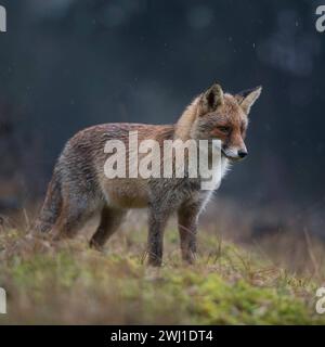 Rotfuchs Vulpes vulpes , ausgewachsener Fuchs in herrlichem Winterfell, jagt an einem regnerischen Tag auf einer Lichtung im Wald, konzentriert beobachtend, spitzt die Ohren, in der Dämmerung, dämmerungsaktiv, Tierwelt, Tierwelt, Europa. *** Rotfuchs Vulpes vulpes erwachsen, jagen auf einer Lichtung vor einem dunklen Wald, konzentrierte Beobachtung, spitze Ohren, regnerischer Tag, bei Sonnenaufgang, Tierwelt, Europa. Nordholland Niederlande, Westeuropa Stockfoto