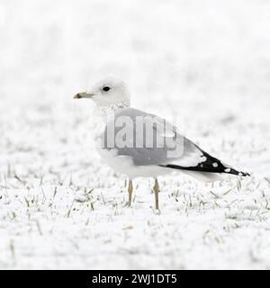 Sturmmöwe Larus canus im Winter, sitzen, rastet auf schneebedecktem Ackerland, weißer Vogel auf weißem Grund vermutlich Jungvogel im zweiten Winter, heimische Tierwelt, Wildtiere, Europa. *** Mew Gull Larus canus im Winter, sitzend auf schneebedecktem Ackerland, wahrscheinlich Jungvogel im zweiten Winter, Wildtiere, Europa. Nordrhein-Westfalen Deutschland, Westeuropa Stockfoto