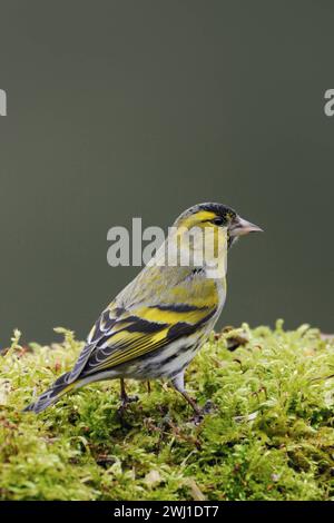 Erlenzeisig Spinus spinus , männlicher Vogel im Brutkleid, Prachtkleid, sitzt auf grünen Moos, gelb-schwarzer Singvogel, Vogel, heimische Tierwelt, Wildlife Europa. *** Eurasischer Siskin Spinus, männlicher Vogel im Zuchtkleid, sitzend auf dem Boden in grünem Moos, Wildtiere, Europa. Nordrhein-Westfalen Deutschland, Westeuropa Stockfoto