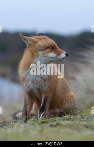 Rotfuchs Vulpes vulpes im Winterfell, ausgewachsenes Tier, in schöner Umgebung, sitzen auf einem kleinen Hügel, blickt wachsam und aufmerksam in die Ferne, hat Ohren angelegt, ist misstrauisch, sieht lustiga aus, heimische Tierwelt, Europa. Rotfuchs Vulpes vulpes erwachsen, in typischer Umgebung, sitzt auf einem kleinen Hügel, beobachtet aufmerksam, entspannte Ohren, lustig, wilde Tiere, Europa. Niederlande Europa Stockfoto