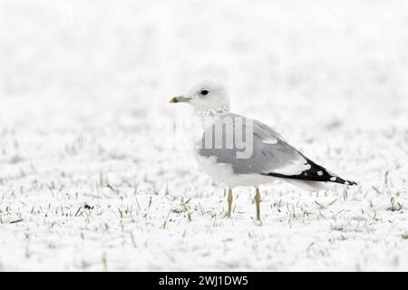 Sturmmöwe Larus canus im Winter, sitzen, rastet auf schneebedecktem Ackerland, weißer Vogel auf weißem Grund vermutlich Jungvogel im zweiten Winter, heimische Tierwelt, Wildtiere, Europa. *** Mew Gull Larus canus im Winter, sitzend auf schneebedecktem Ackerland, wahrscheinlich Jungvogel im zweiten Winter, Wildtiere, Europa. Nordrhein-Westfalen Deutschland, Westeuropa Stockfoto