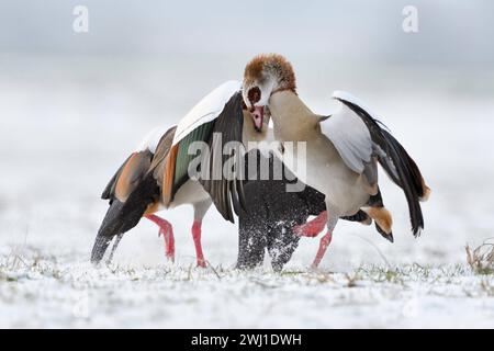 Nilgans / Nilgänse Alopochen aegyptiacus im Winter, Schnee, im aggressiven Kampf, Rangelei, harter Kampf, kämpfen, streiten erbittert, konkurrieren miteinander Wildtiere, heimische Wildtiere, Wildgänse, invasive, aggressive Kunst, Europa. *** Ägyptische Gänse Alopochen aegyptiacus im Winter, Schnee, im aggressiven Kampf, im harten Kampf, im Kampf, im Kampf, Kämpfe, Wildtiere, Europa. Nordrhein-Westfalen Deutschland, Westeuropa Stockfoto