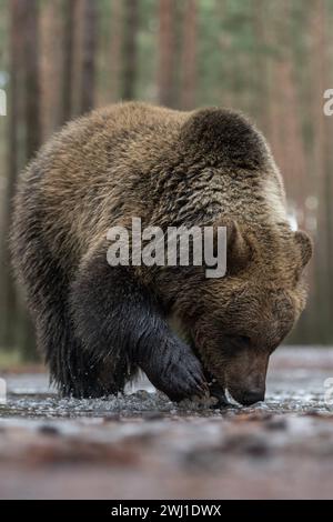 Europäischer Braunbär Ursus arctos , Jungtier, junger Heranwachsender, steht im flachen Wasser einer eisbedeckten Pfütze, bricht mit seinen Tatzen durch das Eis, Europa. *** Braunbär Ursus arctos, junger Jugendlicher, stehend im flachen Wasser einer eisbedeckten Pfütze, erforscht das gefrorene Wasser, Europa. Europa Stockfoto