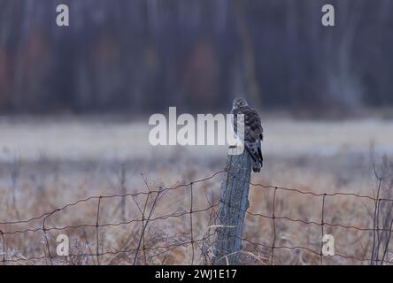 Northern Harrier männlich sitzt an einem Wintertag in Kanada auf einem Pfosten Stockfoto