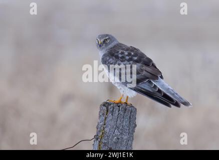 Northern Harrier männlich sitzt an einem Wintertag in Kanada auf einem Pfosten Stockfoto