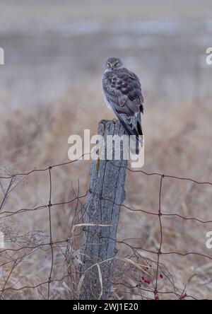 Northern Harrier männlich sitzt an einem Wintertag in Kanada auf einem Pfosten Stockfoto