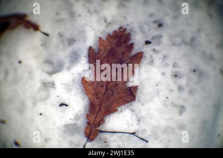 Eichenblatt liegt auf dem Schnee, Nahaufnahme Stockfoto