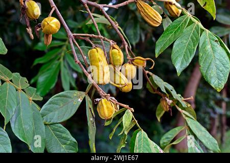 Gelbe Früchte (Inga vera) und Blätter am Baum Stockfoto