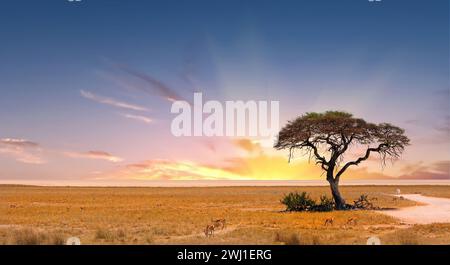 Akazienbaum mit Etosha-Pfanne in der Ferne mit ein paar Springböcken, die sich auf den trockenen gelben afrikanischen Ebenen ernähren Stockfoto