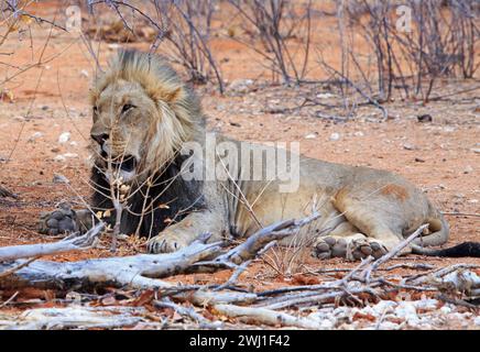 Schöner männlicher Löwe in der Nähe der Straße in der Nähe des Okawao Wasserlochs im Etosha Nationalpark, Namibia Stockfoto