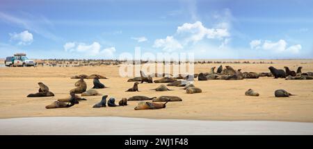 Sandwich Harbour, Walvis Bay, Namibia 15-11-23. Eine große Kolonie von Kap-Pelzrobben, die während der Geburtszeit am Strand leben. Das ist ein beliebter Tou Stockfoto