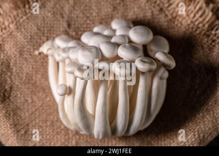 Nahaufnahme eines Bündels Shimeji-Pilze auf Leinwand Hintergrund, Draufsicht, Superfood, eine Art köstlicher Austernpilz, gesundes Essen Stockfoto