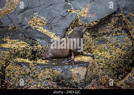 Eine weibliche oder unreife männliche neuseeländische Pelzrobbe, Arctocephalus forsteri, auf Felsen, Okoroa, Neuseeland Stockfoto