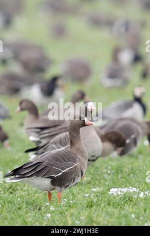 Weißfrontgänse ( Anser albifrons ), überwinterende arktische Gänse, Herdenfütterung auf Ackerland, aufmerksame Beobachtung, typisches Verhalten, Wildtiere Stockfoto