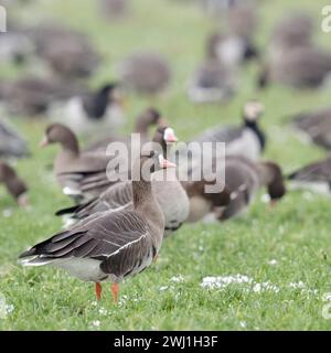 Weißfrontgänse ( Anser albifrons ), überwinterende arktische Gänse, Herdenfütterung auf Ackerland, aufmerksame Beobachtung, typisches Verhalten, Wildtiere Stockfoto