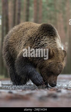 Brauner Bär ( Ursus arctos ), junger Jugendlicher, der im flachen Wasser einer eisbedeckten Pfütze steht und das gefrorene Wasser Europas erforscht. Stockfoto
