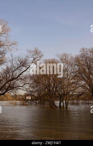 Teilweise untergetauchte Bäume umgeben von Hochwasserwasser am Rhein nahe Düsseldorf, Niederrheingebiet, Deutschland. Stockfoto