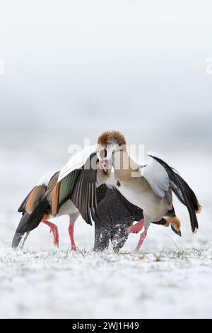 Ägyptische Gänse (Alopochen aegyptiacus) im Winter, Schnee, im aggressiven Kampf, im harten Kampf, im Kampf, Kämpfe, Wildtiere, Europa. Stockfoto