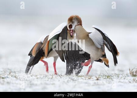 Ägyptische Gänse (Alopochen aegyptiacus) im Winter, Schnee, im aggressiven Kampf, im harten Kampf, im Kampf, Kämpfe, Wildtiere, Europa. Stockfoto