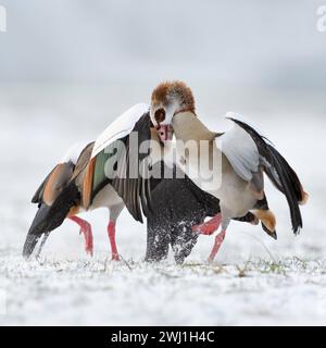 Ägyptische Gänse (Alopochen aegyptiacus) im Winter, Schnee, im aggressiven Kampf, im harten Kampf, im Kampf, Kämpfe, Wildtiere, Europa. Stockfoto