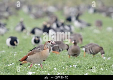 Ägyptische Gänse (Alopochen aegyptiacus), invasive Art im Winter, vor überwinterenden nordischen / arktischen Gänsen, Spaziergang über Ackerland, Tierwelt, Euro Stockfoto