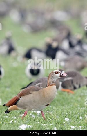 Ägyptische Gänse (Alopochen aegyptiacus), invasive Art im Winter, vor überwinterenden nordischen / arktischen Gänsen, Spaziergang über Ackerland, Tierwelt, Euro Stockfoto