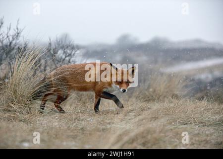 Rotfuchs, verschlagener Blickender Fuchs, schleicht bei Schneefall durch trockenes Gras über einen Hügel, ist auf der Jagd, Winter, Stockfoto