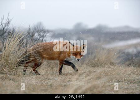 Rotfuchs, verschlagener Blickender Fuchs, schleicht bei Schneefall durch trockenes Gras über einen Hügel, ist auf der Jagd, Winter, Stockfoto