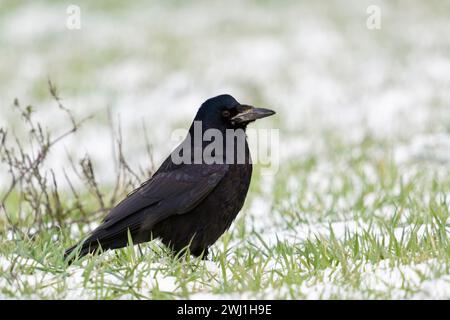 Ein Turm ( Corvus frugilegus ), sitzt im Schnee auf Ackerland, ruht, scheuer Vogel, beobachtet aufmerksam, Wildtiere, Europa, Stockfoto