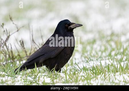 Ein Turm ( Corvus frugilegus ), sitzt im Schnee auf Ackerland, ruht, scheuer Vogel, beobachtet aufmerksam, Wildtiere, Europa, Stockfoto