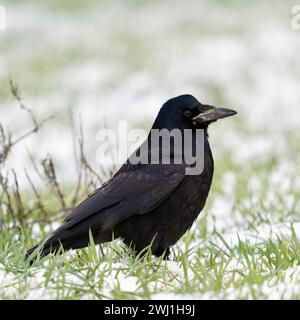 Ein Turm ( Corvus frugilegus ), sitzt im Schnee auf Ackerland, ruht, scheuer Vogel, beobachtet aufmerksam, Wildtiere, Europa, Stockfoto