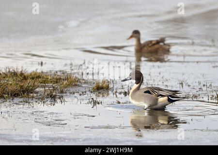 Nördliche Pintails ( Anas acuta ), Paar, Paar, seltene und vom Aussterben bedrohte Arten, markantes Gefieder, ruht in flachen Gewässern, Tierwelt, Europa. Stockfoto