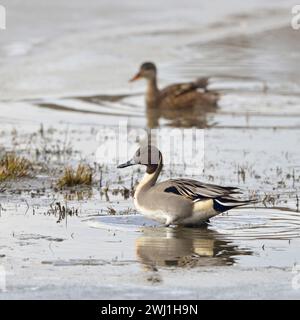 Nördliche Pintails ( Anas acuta ), Paar, Paar, seltene und vom Aussterben bedrohte Arten, markantes Gefieder, ruht in flachen Gewässern, Tierwelt, Europa. Stockfoto