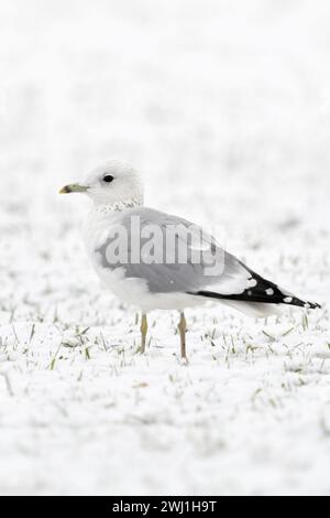 MiwMöwe (Larus canus) im Winter, sitzend auf schneebedecktem Ackerland, wahrscheinlich Jungvogel im zweiten Winter, Wildtiere, Europa. Stockfoto