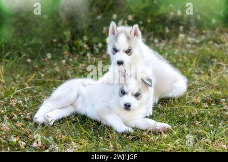 Zwei kleine Husky-Welpen mit blauen Augen, Porträt Stockfoto