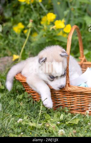 Süßer sibirischer Husky-Welpe mit blauen Augen im Korb Stockfoto