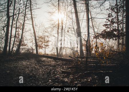 Nebeliger Februarmorgen - Wandern im Naturschutzgebiet Drbákov – Albertovy skály an der Moldau, Tschechien, Europa Stockfoto