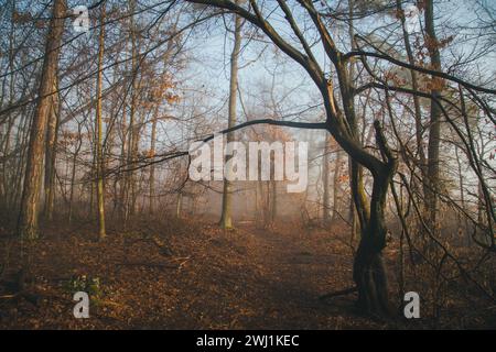 Nebeliger Februarmorgen - Wandern im Naturschutzgebiet Drbákov – Albertovy skály an der Moldau, Tschechien, Europa Stockfoto