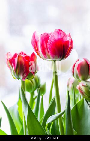 Tulpenblüten befinden sich auf einer Fensterbank, vertikales Nahfoto mit selektivem Weichfokus Stockfoto