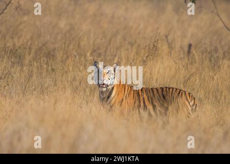Royal Bengal Tiger, Panthera tigris, Jungtier, Panna Tiger Reserve, Madhya Pradesh, Indien Stockfoto